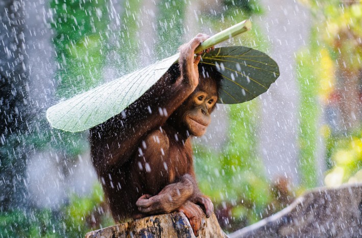 chimpanzee-4023x2656-congo-river-tourism-banana-leaves-rain-monkey-1365